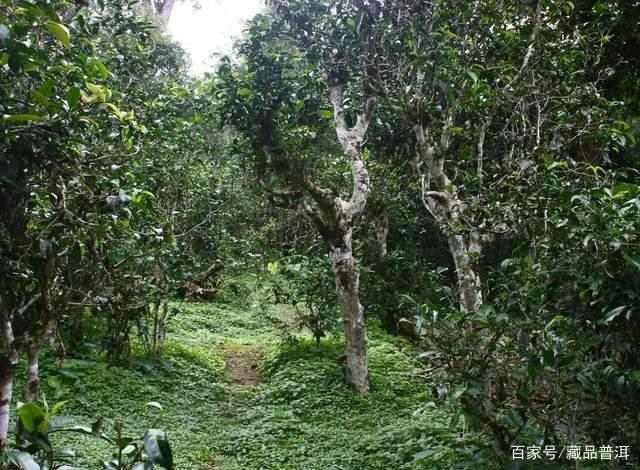 多老才算古树茶？古树茶好在哪？这条认知误区，戳穿古树茶的谎言