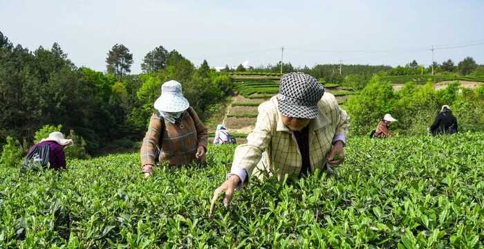 平昌青芽茶制作技艺简介