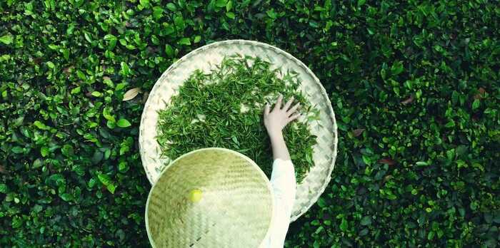 平昌青芽茶制作技艺简介