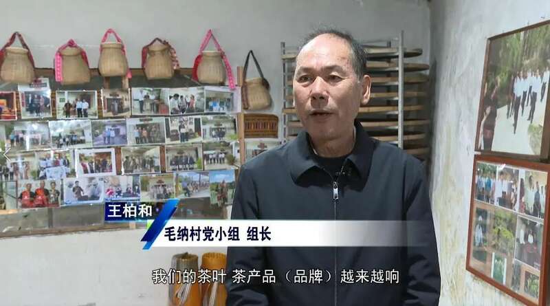 五指山水满乡：守护生态“国宝” ，走好“茶 + 文旅”发展新路径