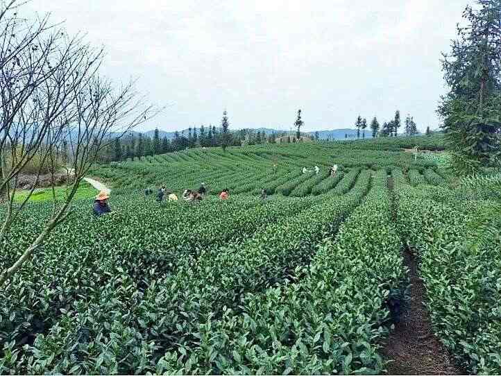 贵州晴隆新庄村：万亩茶飘香