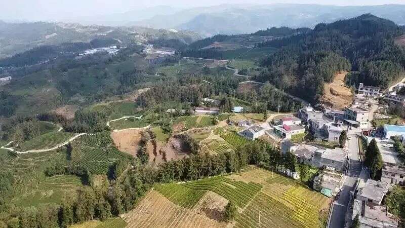 贵州晴隆新庄村：万亩茶飘香