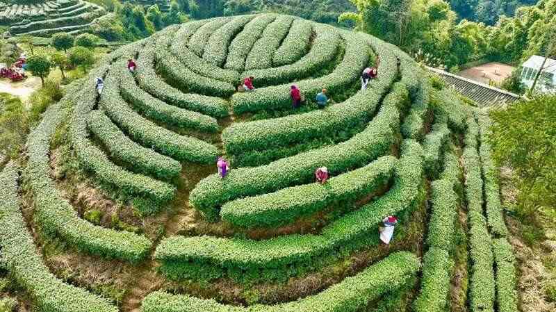 茶山染新绿，春茶采收忙！名山茶园开启“黄金采摘季”~