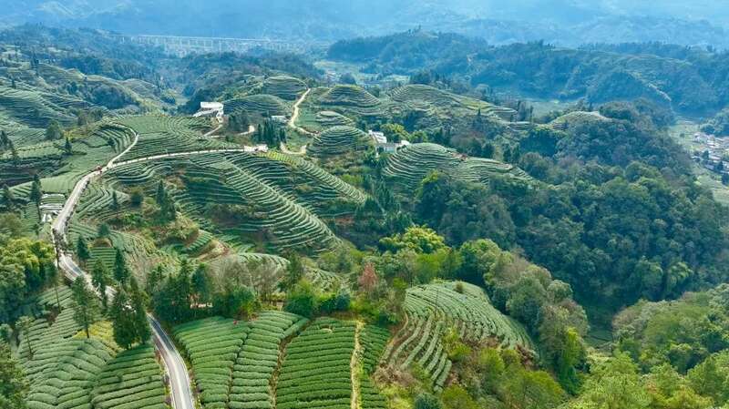 茶山染新绿，春茶采收忙！名山茶园开启“黄金采摘季”~