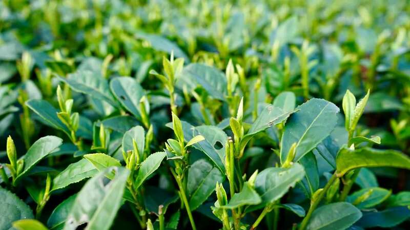 茶山染新绿，春茶采收忙！名山茶园开启“黄金采摘季”~