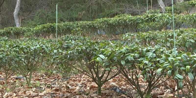 “小茶叶”书写乡村振兴“大文章”！通衢镇华新村野茶飘香