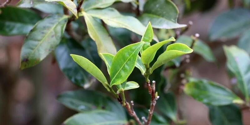 “小茶叶”书写乡村振兴“大文章”！通衢镇华新村野茶飘香