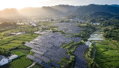 板下种茶,板上发电,“茶光互补”助推大别山腹地乡村振兴 板下种茶,板上发电,“茶光互补”助推大别山腹地乡村振兴