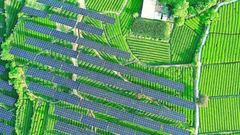 板下种茶,板上发电,“茶光互补”助推大别山腹地乡村振兴 板下种茶,板上发电,“茶光互补”助推大别山腹地乡村振兴