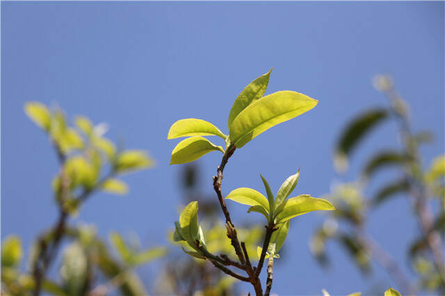 茶叶积压源头：大量直播间涌进茶山，消耗过剩产能！