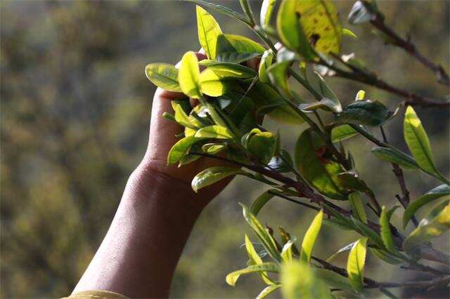 茶叶积压源头：大量直播间涌进茶山，消耗过剩产能！