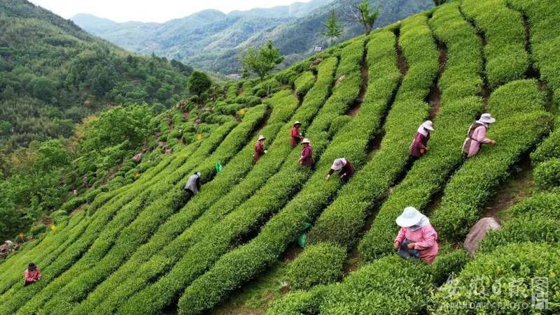安徽茶叶全产业链去年产值超900亿元