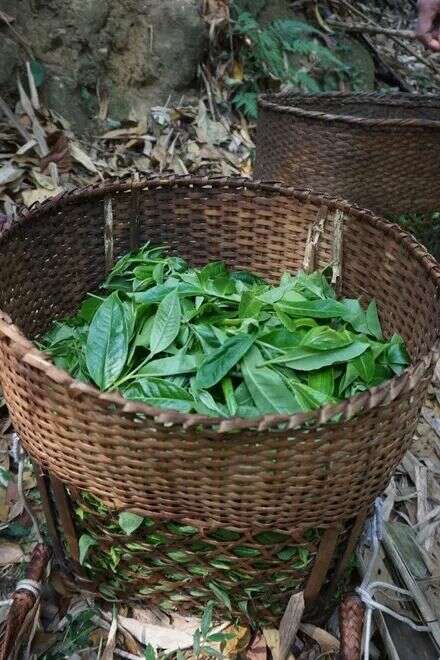 谁能抢占“鲜”机？2025年春茶消费三大新趋势