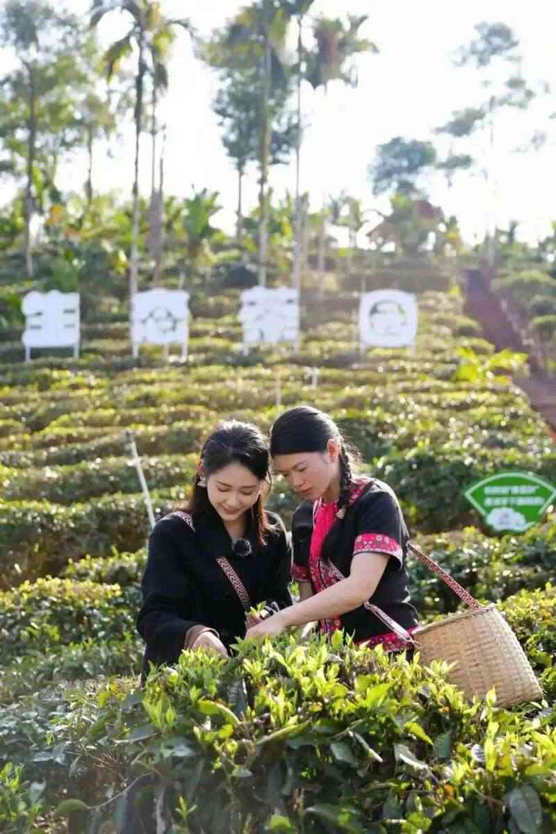 谁能抢占“鲜”机？2025年春茶消费三大新趋势