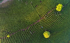 中国茶叶行业践行“千万工程”经验简报（一）：低效改造，退茶还耕，确保国家粮食安全