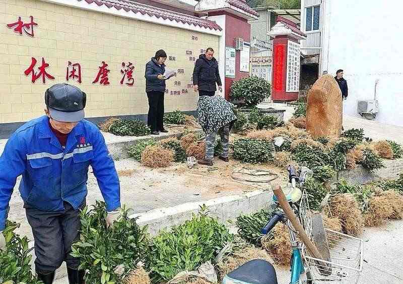 桐城市唐湾镇：5万株茶苗“安家落户”