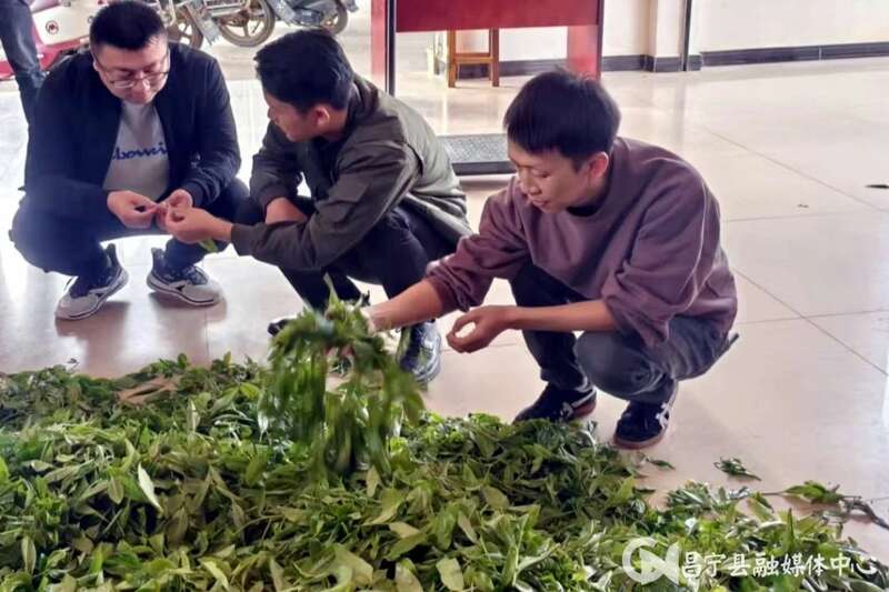 昌宁翁堵：“靶向”监督为茶产业发展“清淤疏堵”