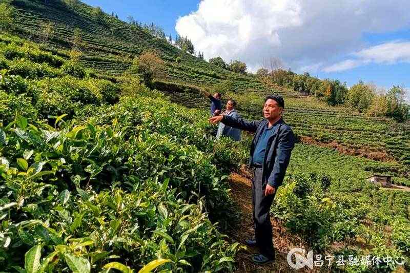 昌宁翁堵：“靶向”监督为茶产业发展“清淤疏堵”