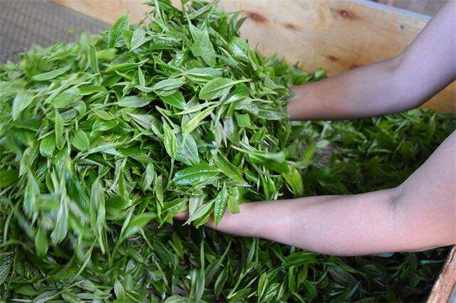 制茶界独孤求败：茶农自认工艺天下第一，但茶商已改用机器炒茶！