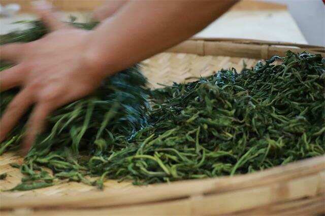 制茶界独孤求败：茶农自认工艺天下第一，但茶商已改用机器炒茶！