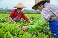 白沙：春满茶园