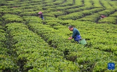 白沙：春满茶园