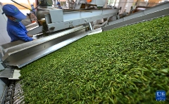 白沙：春满茶园