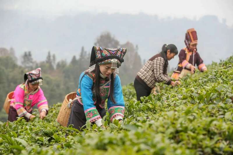 2025春茶采摘时间表一览