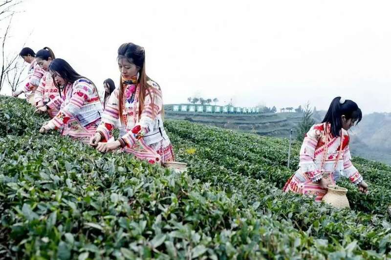 2025春茶采摘时间表一览