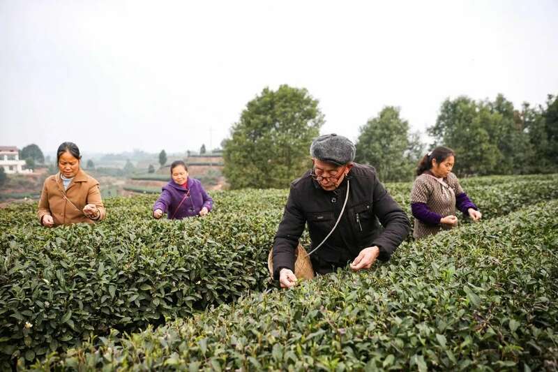 2025春茶采摘时间表一览