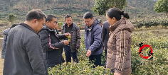 古丈县开展“春茶采收第一课”