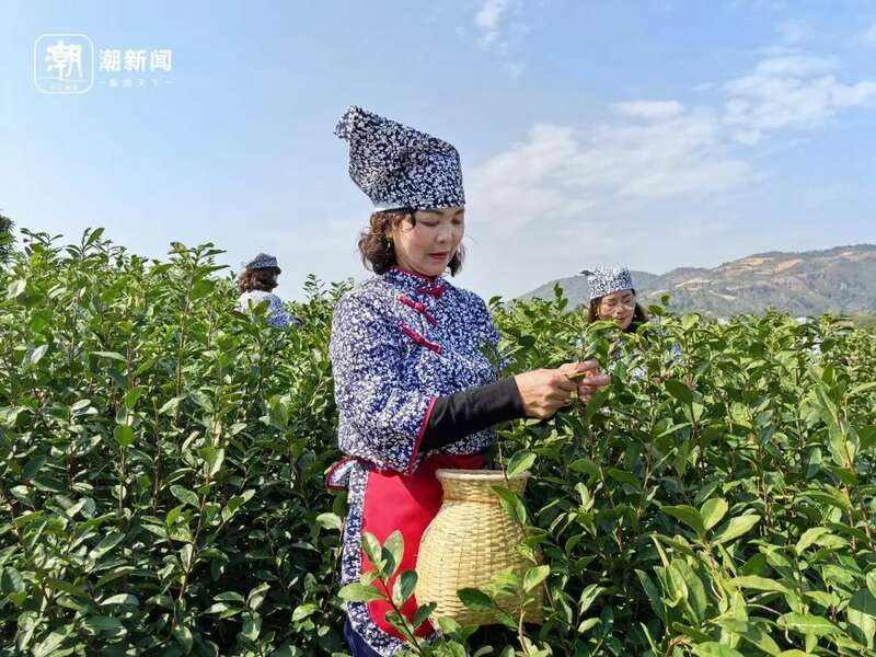 有人月入过万！又到泰顺采茶季…