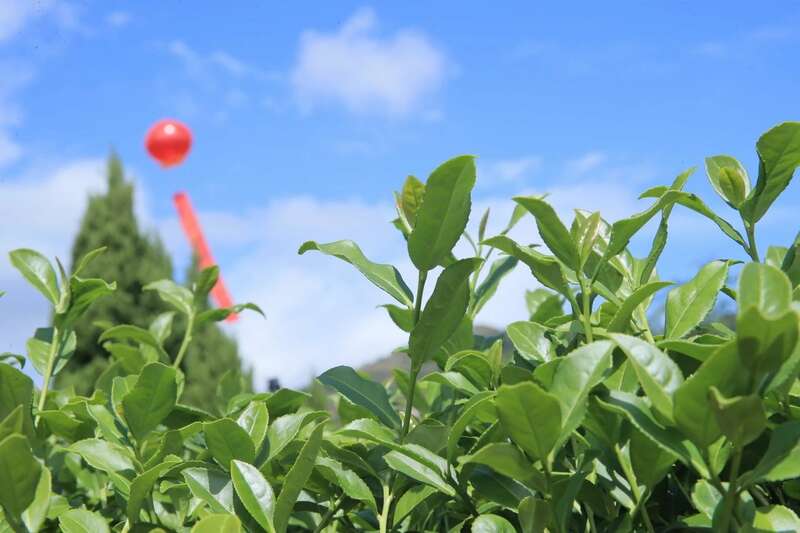 以茶换房再入市，2025再掀茶叶热？