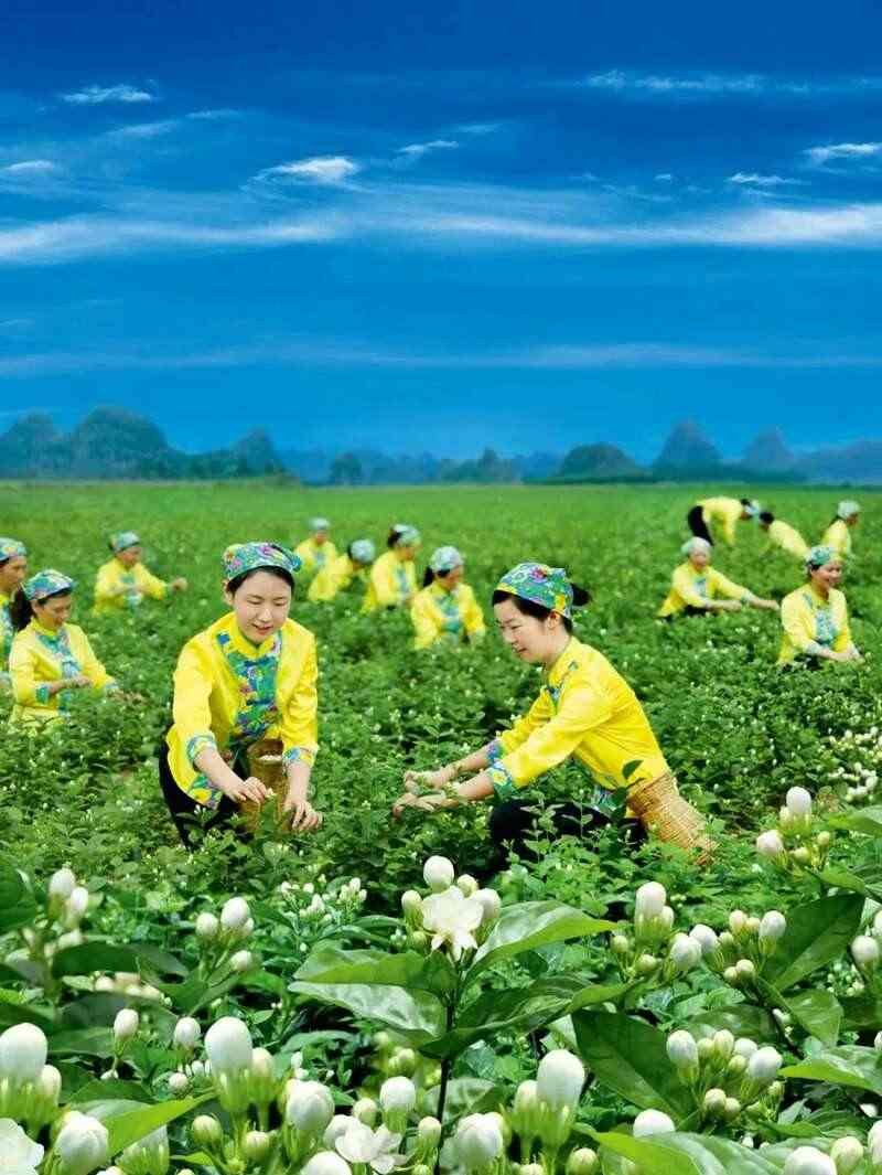 福州茉莉花茶：列作人间第一香