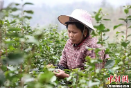 广西三江：雨水时节采茶忙