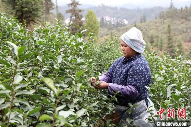 广西三江：雨水时节采茶忙