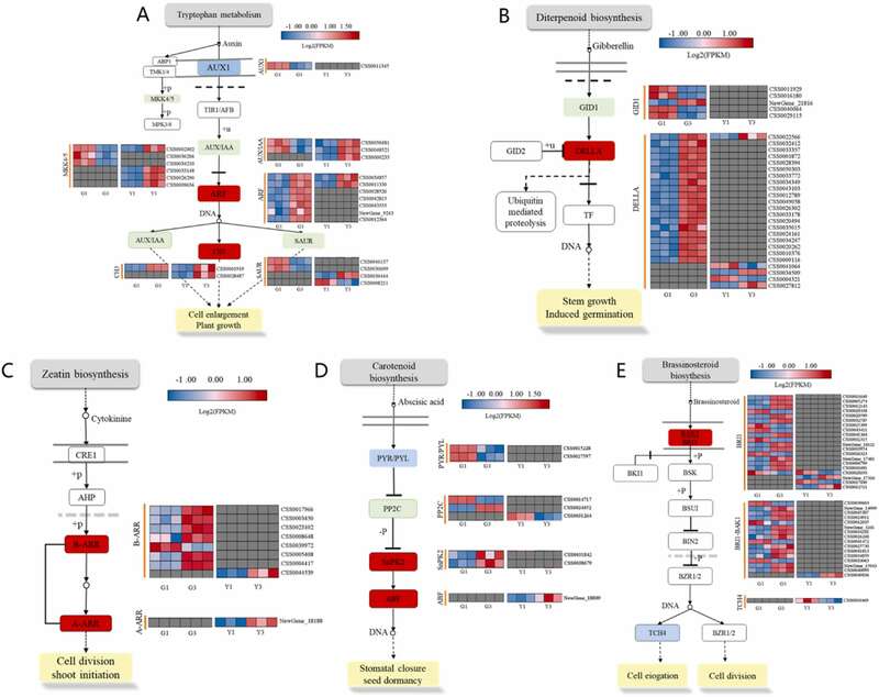 川农大茶学系：转录组学揭示打顶处理对茶树幼苗生长的影响