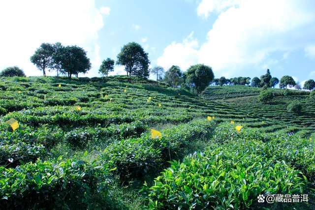 普洱茶价格揭秘：100元与1000元一片的差距在哪里