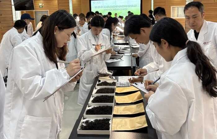 一文把新茶饮基底茶拼配技术说明白