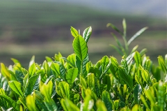 茶正式被纳入“健康食品”行列，全球茶业迎来新机遇