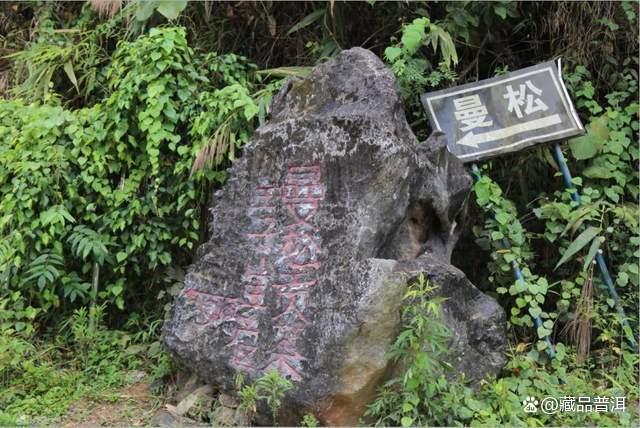 曼松茶:普洱茶界新贵,有钱都买不到的茶中珍品! 曼松茶:普洱茶界新贵,有钱都买不到的茶中珍品!