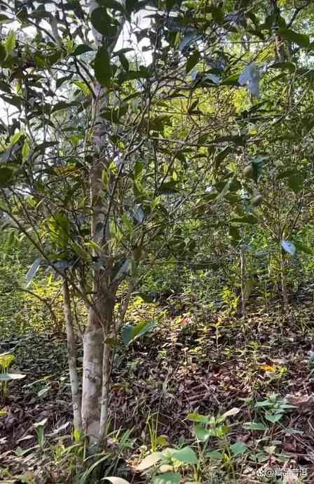 曼松茶:普洱茶界新贵,有钱都买不到的茶中珍品! 曼松茶:普洱茶界新贵,有钱都买不到的茶中珍品!