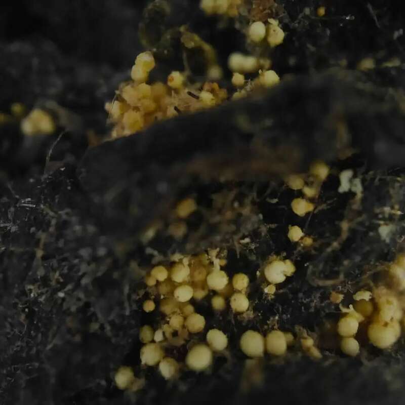 院士团队说2024年茶叶加工理论与技术研究进展(二) 院士团队说2024年茶叶加工理论与技术研究进展(二)