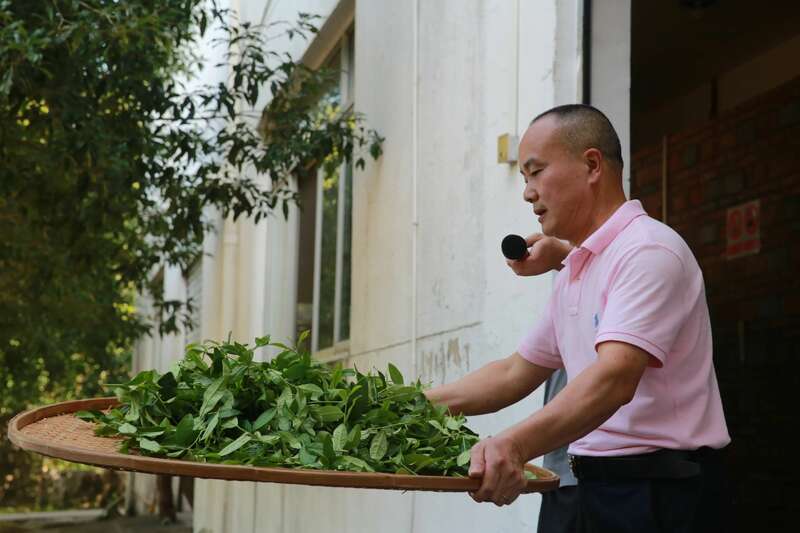 院士团队说2024年茶叶加工理论与技术研究进展(二) 院士团队说2024年茶叶加工理论与技术研究进展(二)