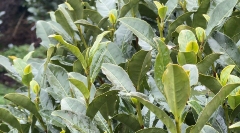 杭州：西湖龙井部分萌芽 3月中旬有望开采