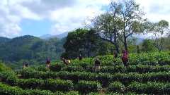 五指山早春茶跨区域协作启新篇，赴温州、福鼎考察助推产业升级