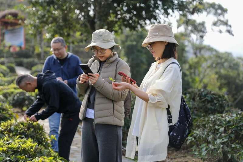 五指山早春茶跨区域协作启新篇，赴温州、福鼎考察助推产业升级