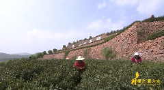 九一六茶园：红韵茶香新发展