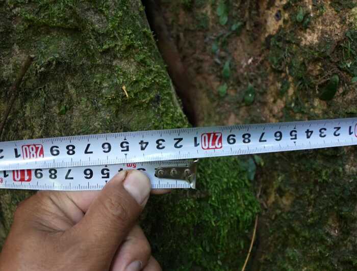 西盟佤山惊现一片古茶园 见证古茶文化历史 西盟佤山惊现一片古茶园 见证古茶文化历史