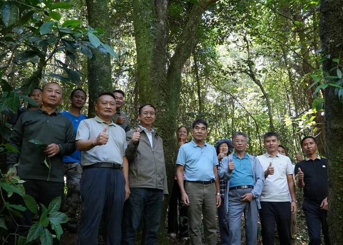 西盟佤山惊现一片古茶园 见证古茶文化历史 西盟佤山惊现一片古茶园 见证古茶文化历史